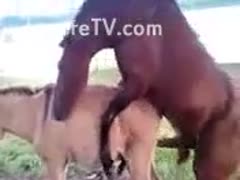 Zoo fetish episode captured by an amateur photographer that noticed 2 horses fucking